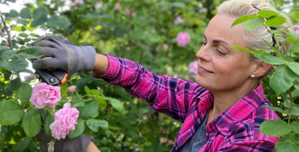 Person som plockar rosor från en rosbuske